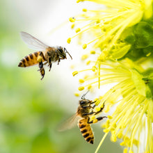 Brazilian Green Propolis Benefits